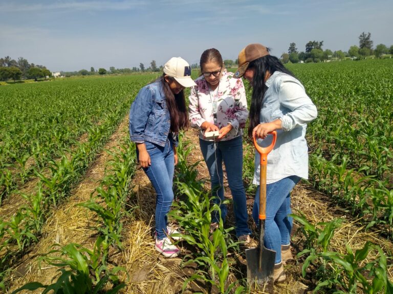 CIMMYT
