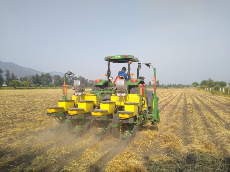CIMMYT1