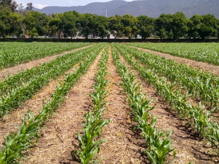 CIMMYT2